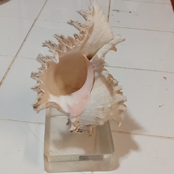 Seashell figurine - Picture 2 of 2